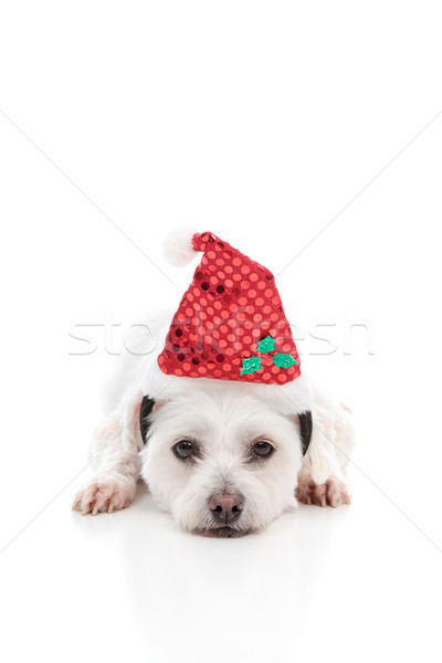 Chiot chien rouge chapeau blanche [[stock_photo]] © lovleah