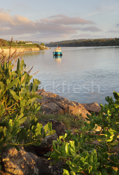 Early morning on the Minamurra River Stock photo © lovleah