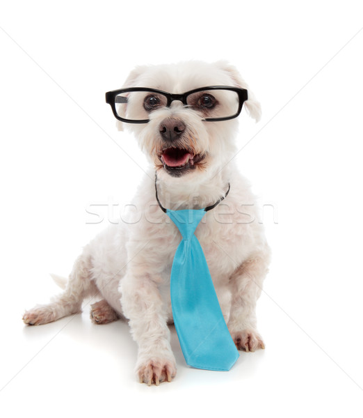 Atent câine alerta alb cadastru Imagine de stoc © lovleah