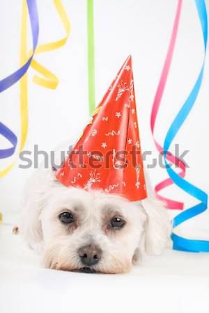 счастливым собака Рождества вечеринка смешной Сток-фото © lovleah