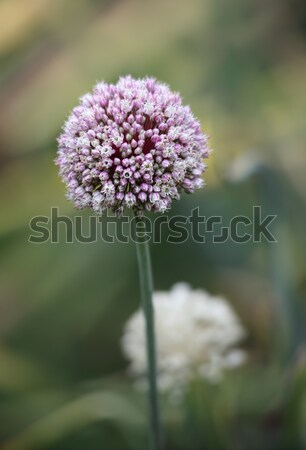 Beautiful allium flower Stock photo © lovleah