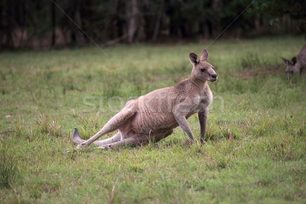 Keleti szürke kenguru Stock fotó © lovleah