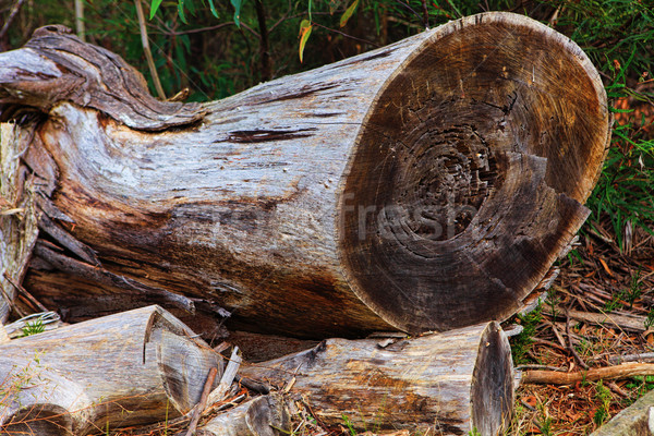 Felled Tree Stock photo © lovleah