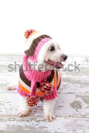 Happy Dog in warm woollen sweater and scarf Stock photo © lovleah