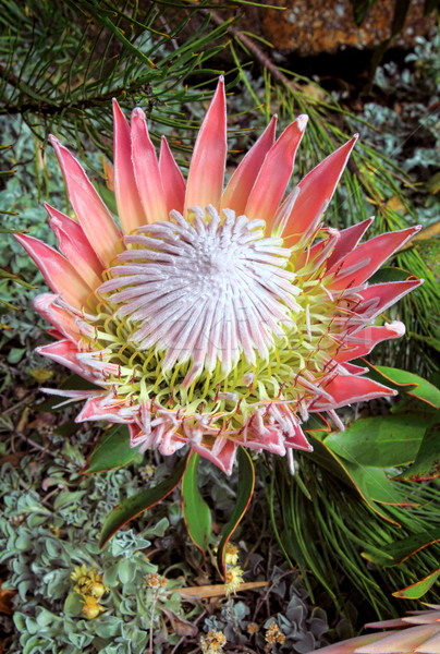 King Protea cynaroides bracts and flowers open Stock photo © lovleah