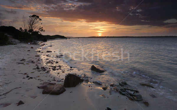 Gün batımı botanik Avustralya yaz Sidney plaj Stok fotoğraf © lovleah