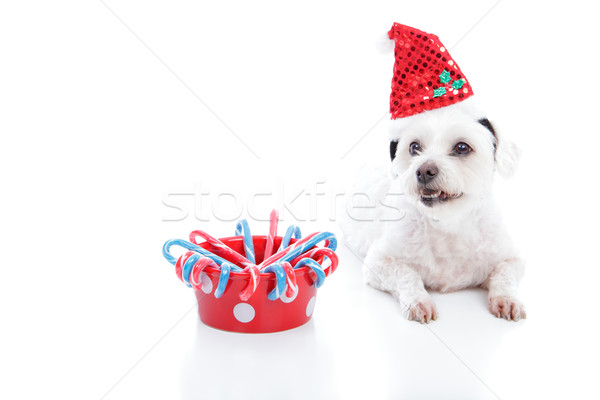 Christmas dog and bowl Stock photo © lovleah