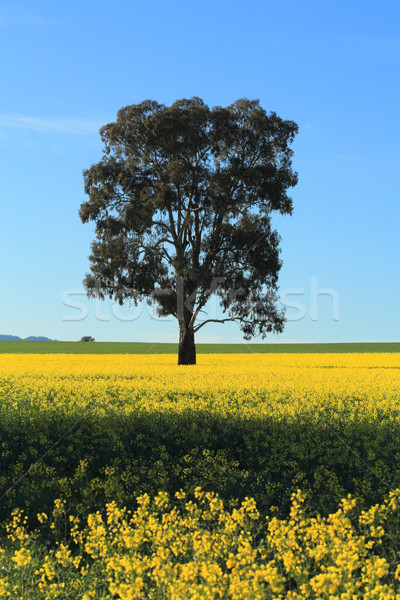 Canola field in rural Australia Stock photo © lovleah