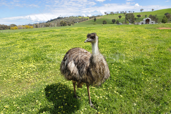 Australian emu basking in the beautiful Australian sunshine Stock photo © lovleah