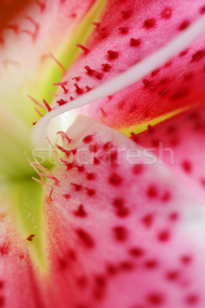 Stargazer Lily closeup Stock photo © lovleah