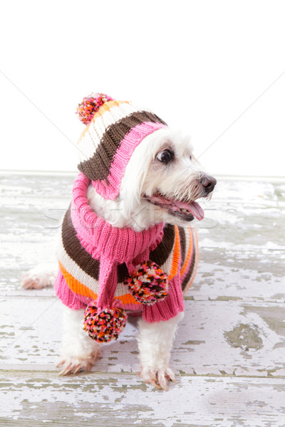 великолепный собака красивой шарф свитер Сток-фото © lovleah