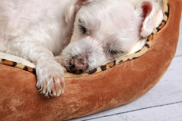 Alszik kutya díszállat ágy közelkép kutyakölyök Stock fotó © lovleah