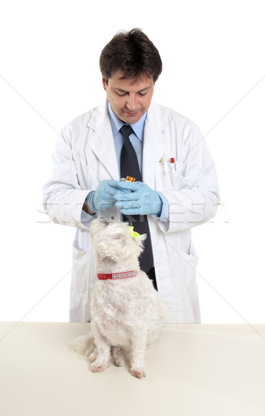 Vet opens pill bottle Stock photo © lovleah