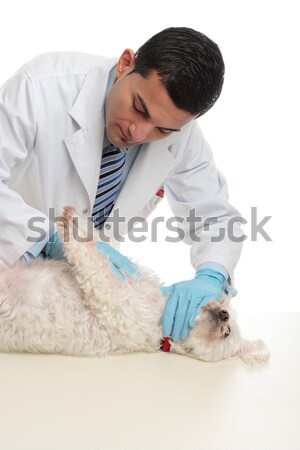 Veterinary checkup Stock photo © lovleah