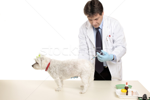 Animal receiving an injection Stock photo © lovleah