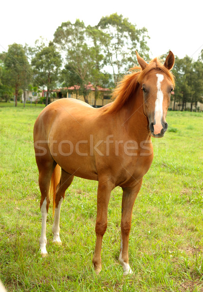 Kastanje paard permanente landelijk dier Stockfoto © lovleah