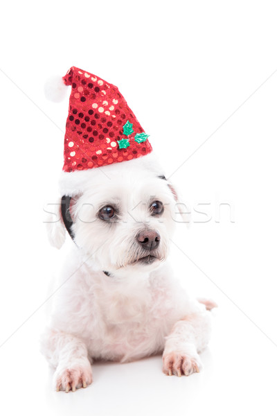 等候 聖誕節 小 白 梗 寵物 商業照片 © lovleah