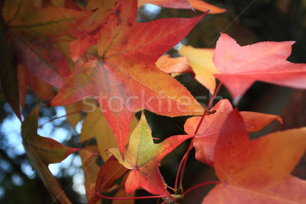 Changing Autumn Leaves Stock photo © lovleah