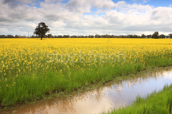 Canola in Wattamondara Stock photo © lovleah