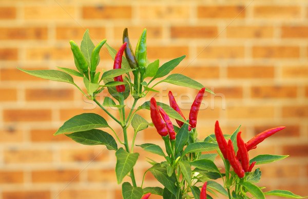 Stock photo: red chili plant