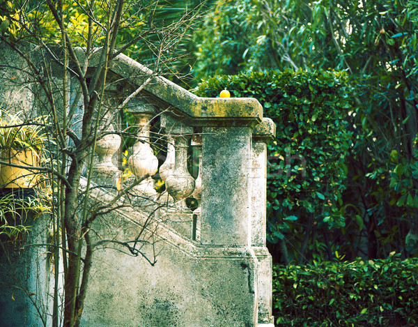 Green garden in France Stock photo © lubavnel