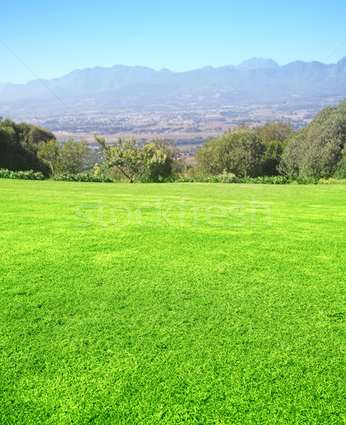 Green grass  Stock photo © lubavnel