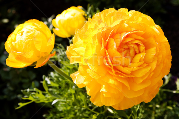 yellow poppies Stock photo © lubavnel