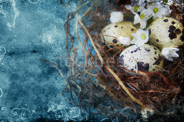 quail nest with spotted eggs. Stock photo © lubavnel