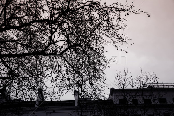 Abend London Gliederung unfruchtbar Baum Gebäude Stock foto © lubavnel