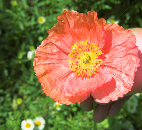 Czerwony maku kwiat lata zielone Zdjęcia stock © lubavnel