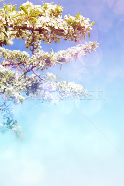 Meyve ağacı çiçekler beyaz çiçekler bo bokeh Stok fotoğraf © lubavnel