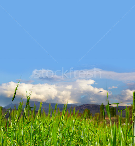 Grasveld mooie gerst laag wolken ruimte Stockfoto © lubavnel