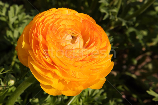 Stok fotoğraf: Büyük · haşhaş · tok · çiçeklenme · sarı · güneşli