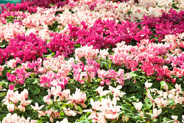 花壇 軟 光明 粉紅色 天 陽光 商業照片 © lubavnel