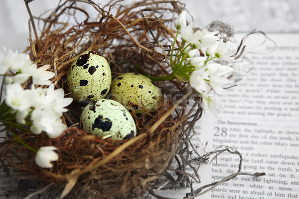 Gniazdo jaj gałązka tekstury szczęśliwy tle Zdjęcia stock © lubavnel
