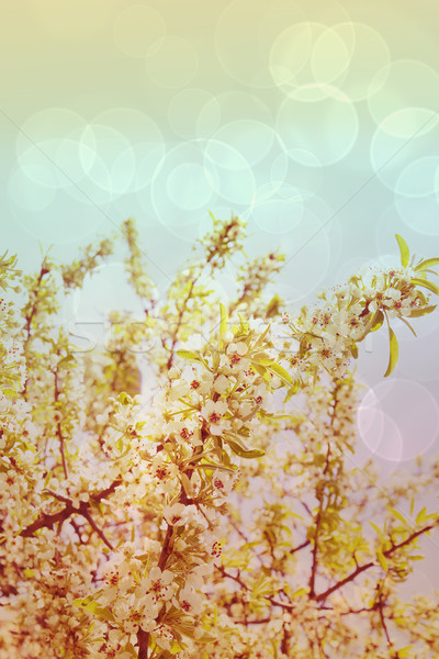 Złoty pszenicy grunge pole pszenicy chmury trawy Zdjęcia stock © lubavnel