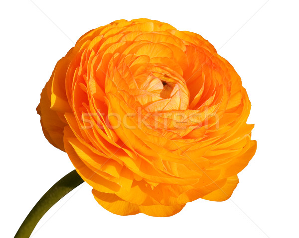 Stock photo: large poppy flower