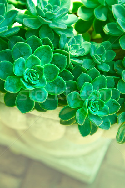 緑 ジューシーな 植物 クラスタ めんどり 雛 ストックフォト © lubavnel