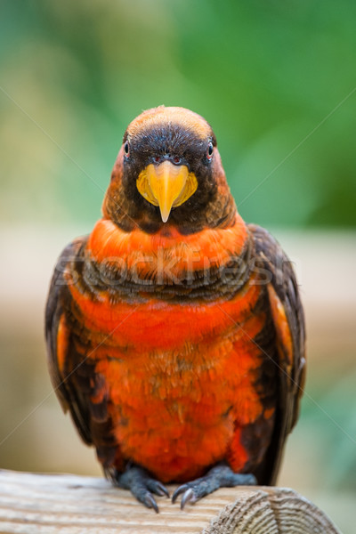 Dusky Lory Parrot close up. Stock photo © lucielang