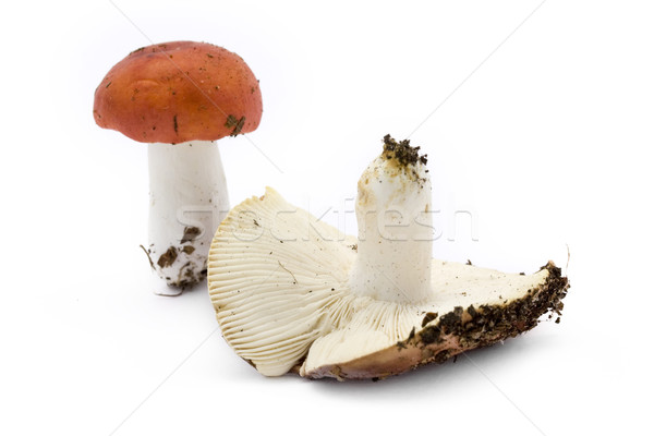 Two different toadstools over white Stock photo © lucielang