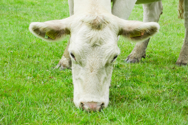 Fehér tehén eszik fű mező állat Stock fotó © lucielang