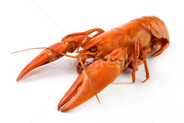 Boiled crawfish over white Stock photo © lucielang
