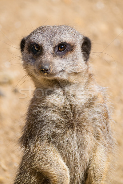 [[stock_photo]]: Regarder · devoir · nature · Afrique · animaux