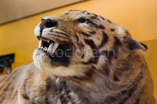 Tiger taxidermy. Stock photo © lucielang