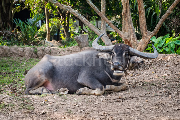 Foto stock: Sessão · água · natureza · asiático · Ásia · agricultura