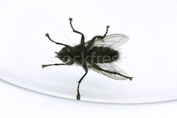 Fly trapped in a glass against white. Stock photo © lucielang