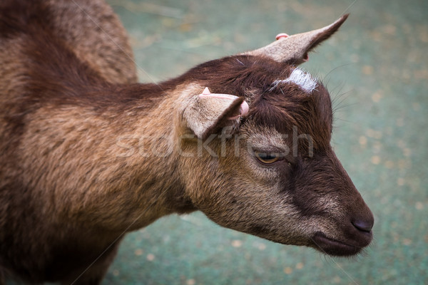 Close up of a small goat Stock photo © lucielang
