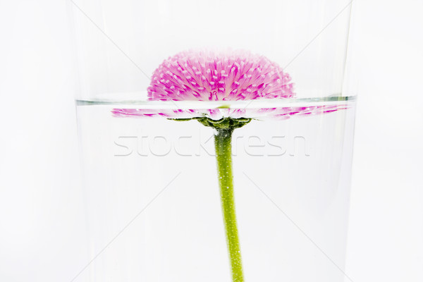 Rózsaszín virág lebeg víz buborékok folyadék izolált Stock fotó © lucielang