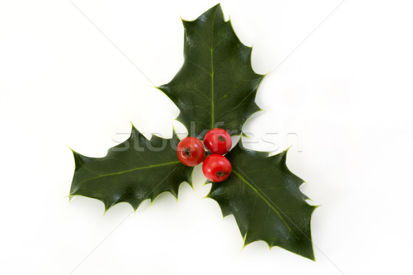 Sprig of holly with berries over white Stock photo © lucielang