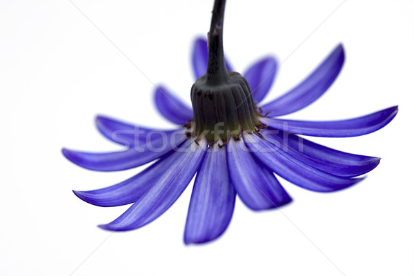 Profundo azul flor abajo blanco primavera Foto stock © lucielang